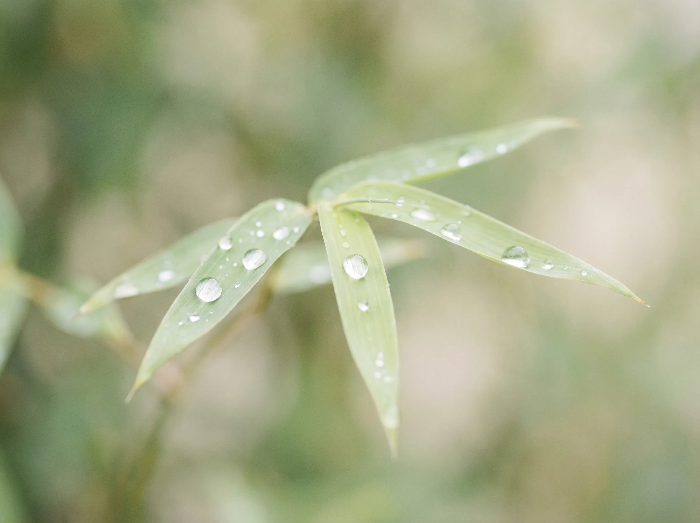 彩票平台 六大推演沙盘竹叶装饰